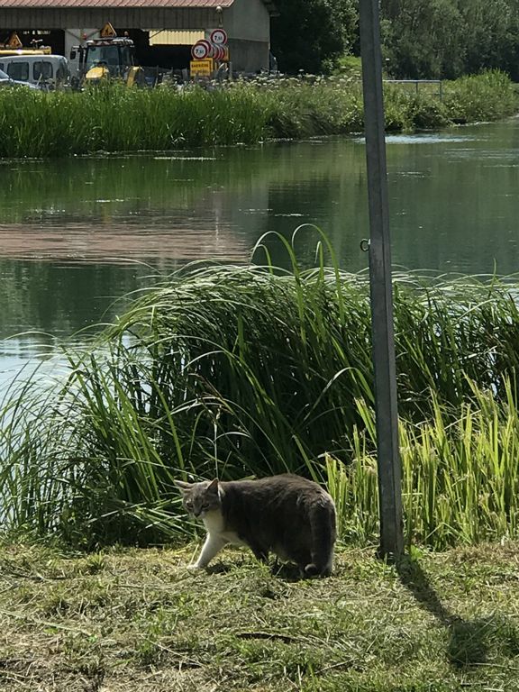 Kitty on the Marne